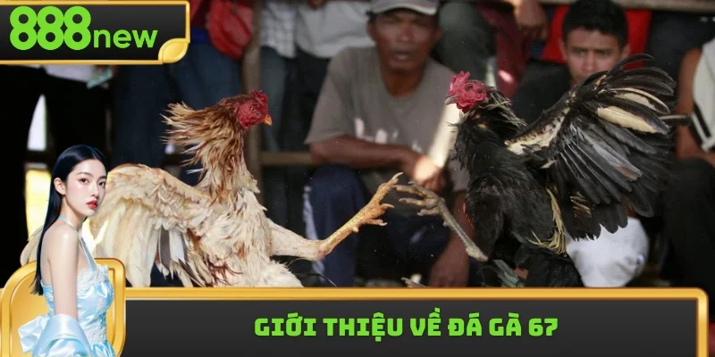 Một số thông tin nền tảng về đá gà 67