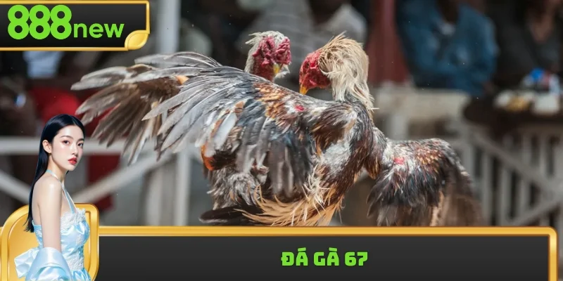 Đá Gà 67 - Xem Livestream HD+ Với Sự Kiện Độc Quyền