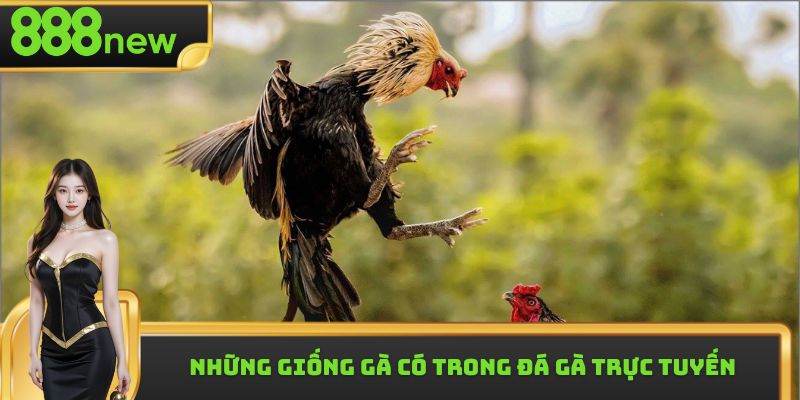 Những giống gà có trong đá gà trực tuyến